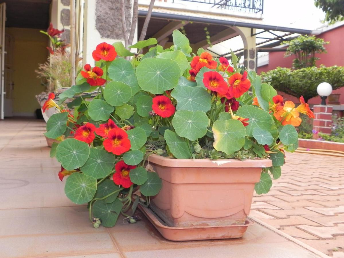 Petite Flower Guest House Talata-maty Exterior foto